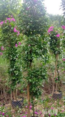 高度200厘米三角梅