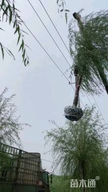 12公分金丝垂柳