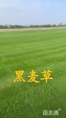 草卷状百慕大草