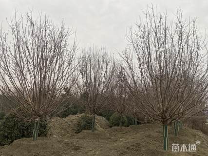15公分绚丽海棠