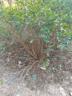 高度180厘米丛生紫薇