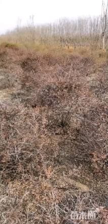 冠幅80厘米火棘球