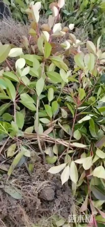 高度40厘米红叶石楠小苗