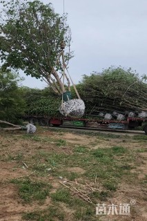 高度700厘米丛生三角枫