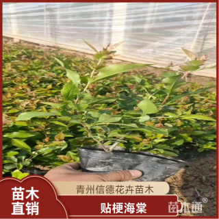 高度100厘米贴梗海棠