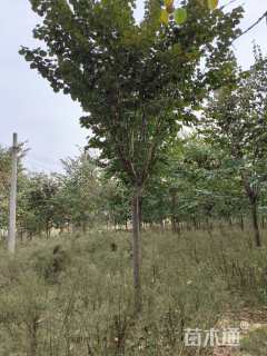 12公分巨紫荆