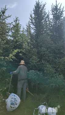 高度300厘米云杉