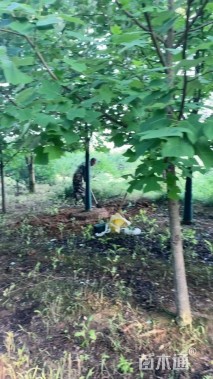 8公分杂交马褂木