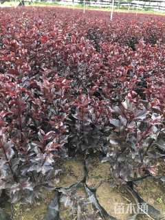 高度120厘米天鹅绒紫薇