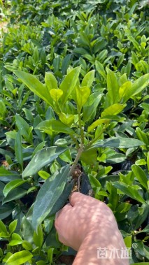 高度20厘米非洲茉莉