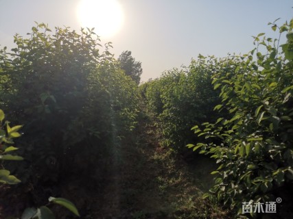紫叶稠李