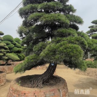 20公分日本黑松
