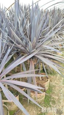 高度120厘米澳洲朱蕉