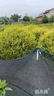 高度40厘米金禾女贞