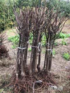 高度80厘米青脆李