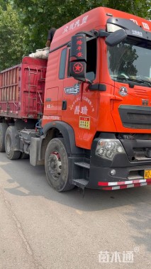 高度23厘米羽扇豆