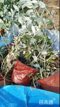 高度35厘米灌从石蚕