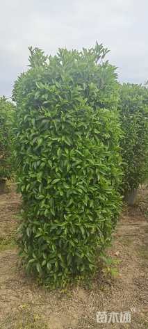 高度200厘米非洲茉莉