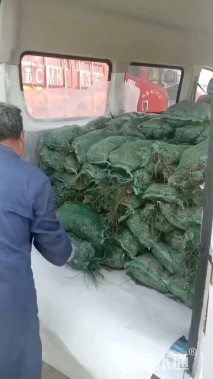 高度8厘米兰花