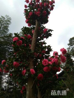 高度3000厘米茶花