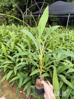 高度40厘米梦幻朱蕉