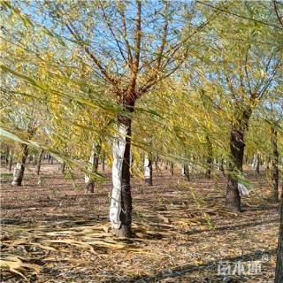 15公分金丝垂柳