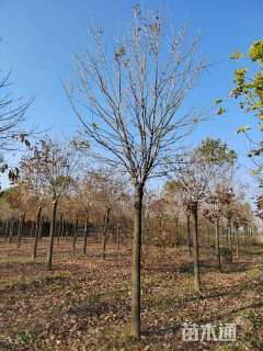 10公分金叶白蜡