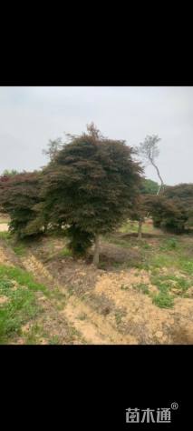 高度300厘米羽毛枫