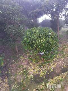 冠幅100厘米海桐球