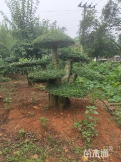 25公分对节白蜡