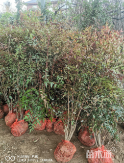 高度20厘米南天竹小苗