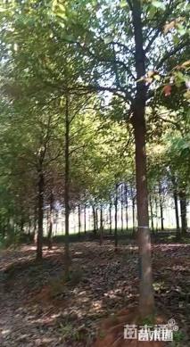 10公分香樟