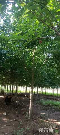 20公分二乔玉兰