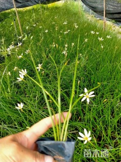 高度20厘米葱兰