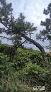 高度350厘米黑松