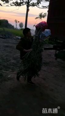 高度100厘米紫穗槐