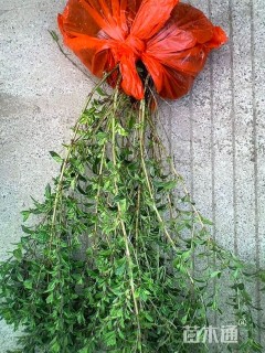 高度35厘米六月雪小苗