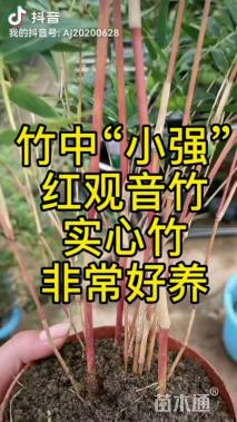 容器苗观音竹