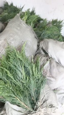 高度45厘米沙地柏