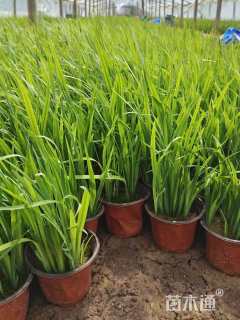 高度30厘米水生鸢尾