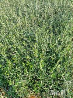 高度30厘米灌从石蚕