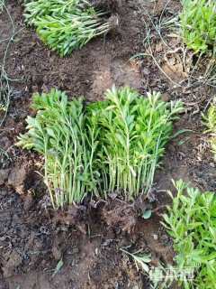 高度10厘米三七景天