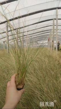 高度60厘米粉黛乱子草