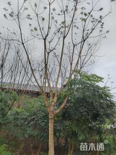 18公分蓝花楹