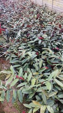 高度20厘米红背桂