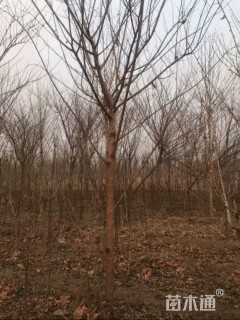 14公分构树