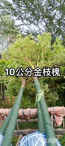 10公分金枝槐