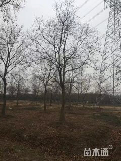 35公分乌桕