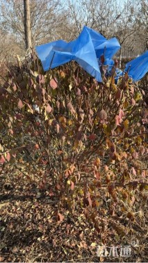 高度150厘米火焰卫矛