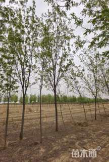 12公分香花槐